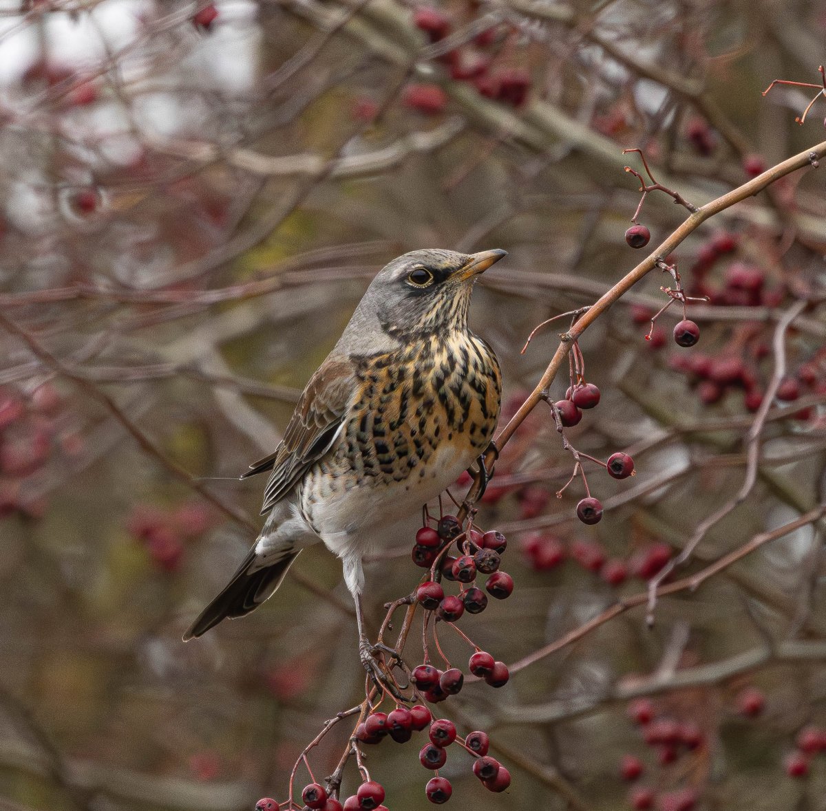 Fieldfare