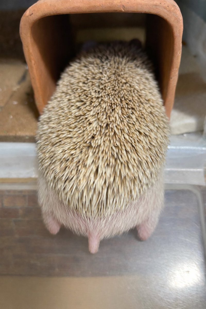 🦔💤寝たまま滑り落ちるのをほんのちょっと期待しているダメな飼い主を