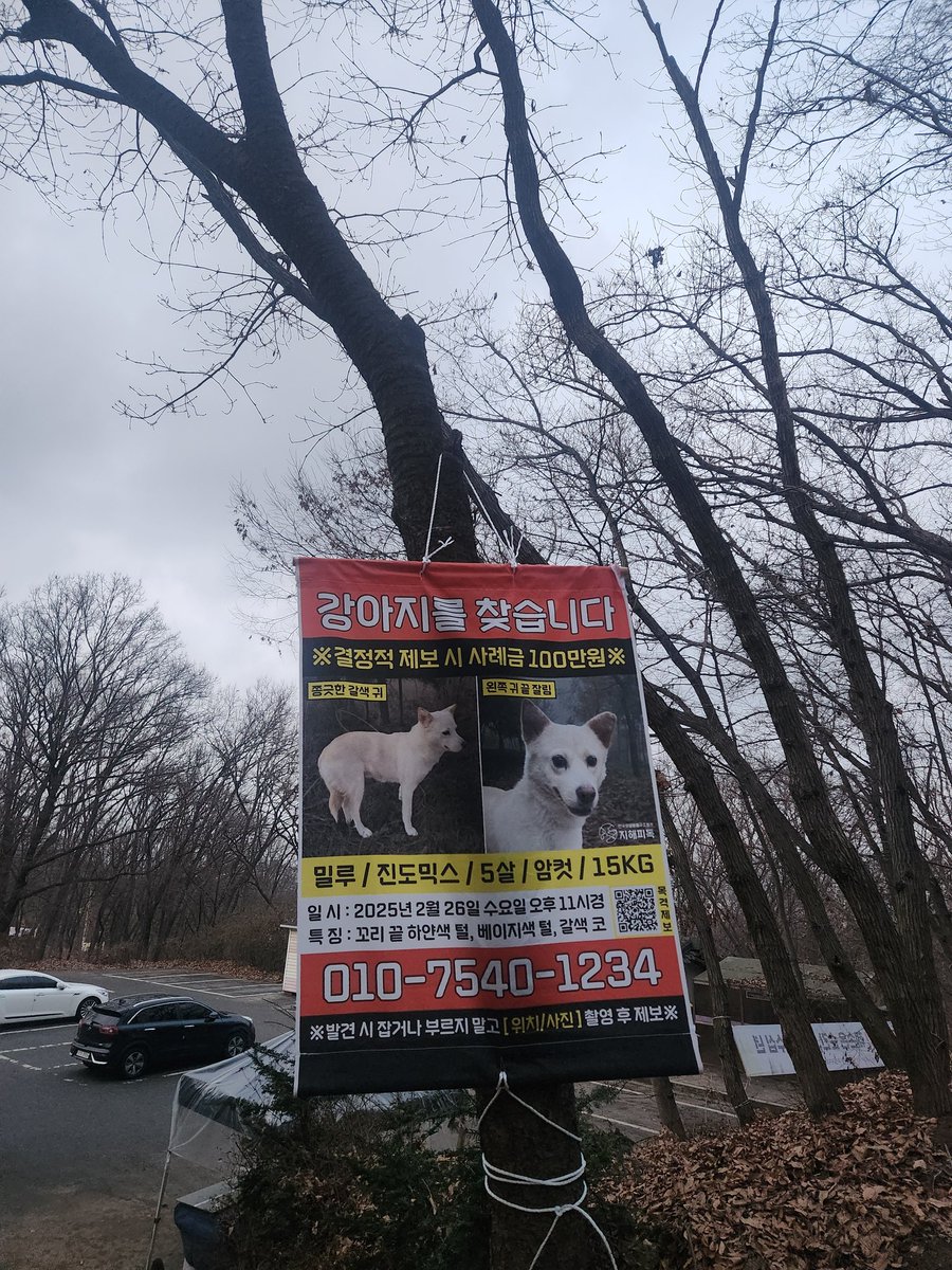 파주 심학산에 밀루 현수막 걸어뒀어요
#밀루를찾습니다