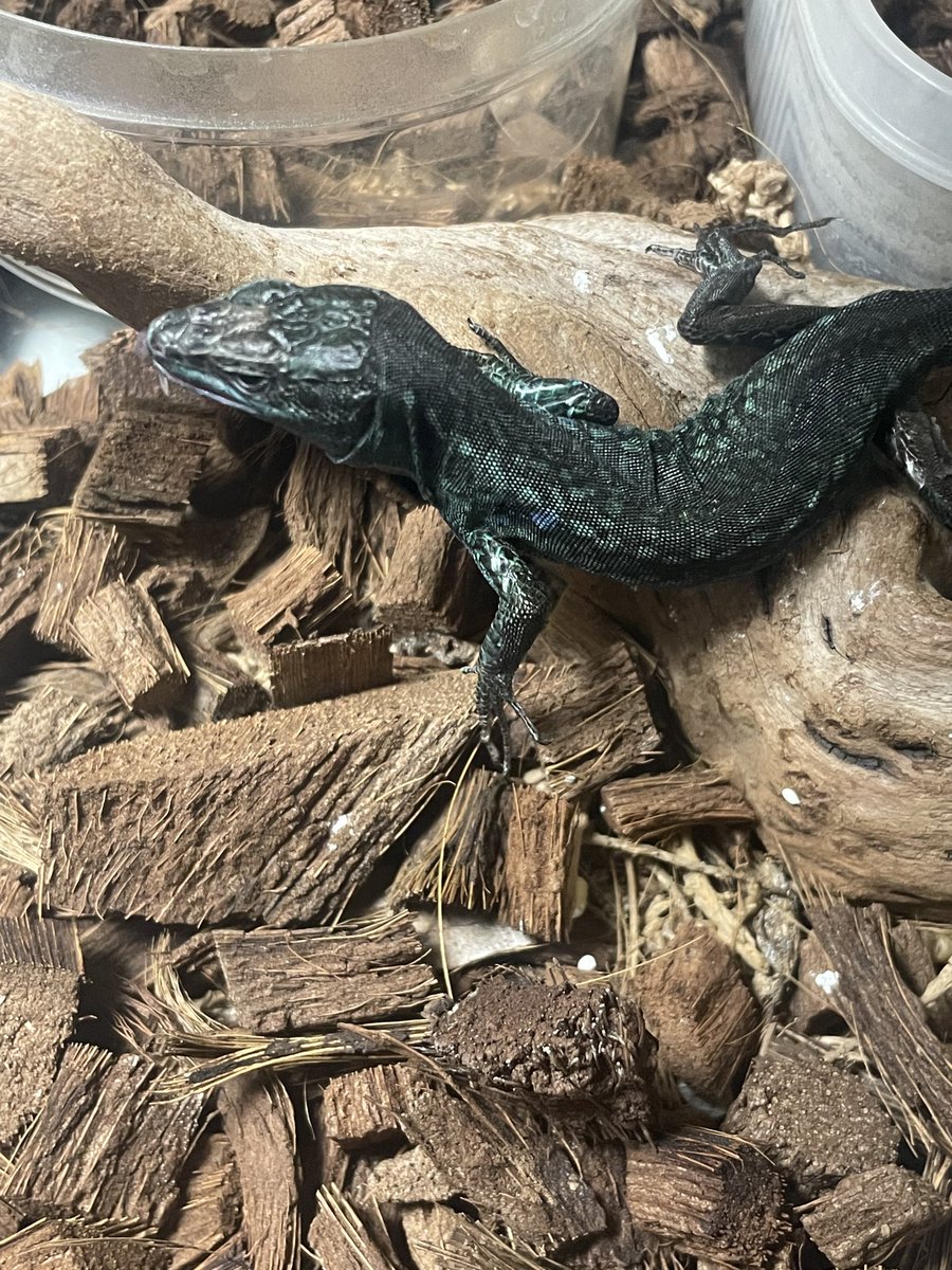 Velkozsup's tweet photo. 6年程飼育しているクレンメリーカベカナヘビ。 https://t.co/YViHYfnya4