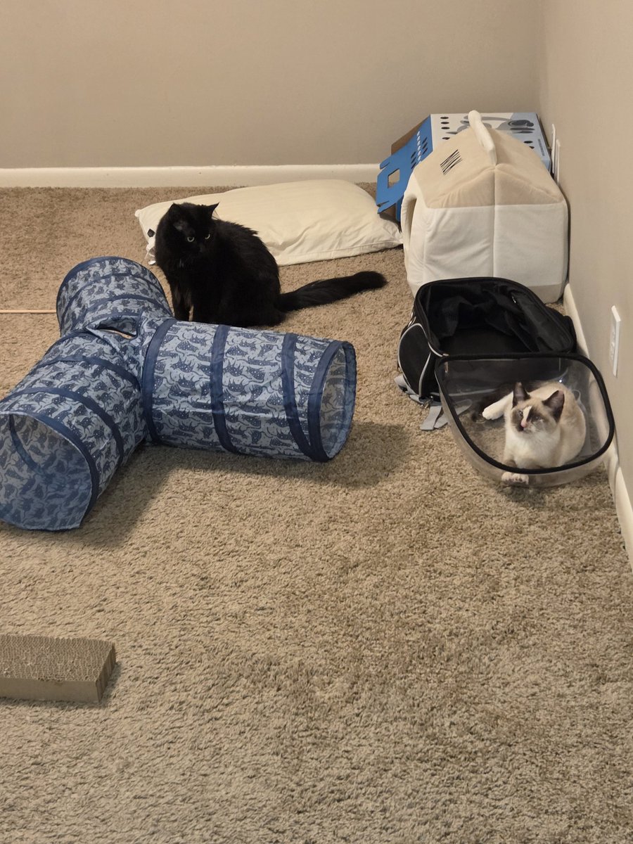 codeinesneeze's tweet image. speaking of my cats. codeine scene and badger are already friends &amp;lt;3 which makes me really happy because baby and mercury are not currently fans of having an infant around 💀