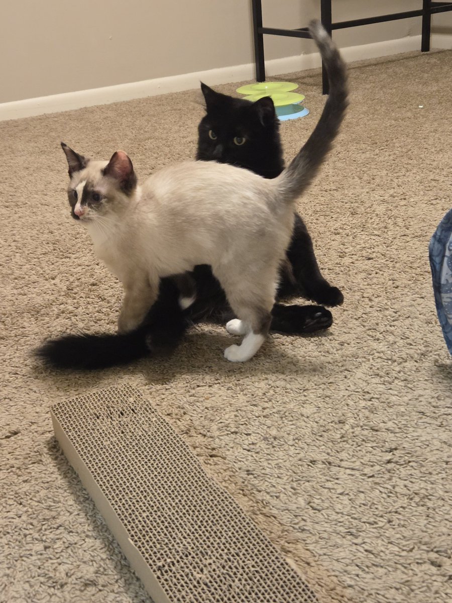 codeinesneeze's tweet image. speaking of my cats. codeine scene and badger are already friends &amp;lt;3 which makes me really happy because baby and mercury are not currently fans of having an infant around 💀