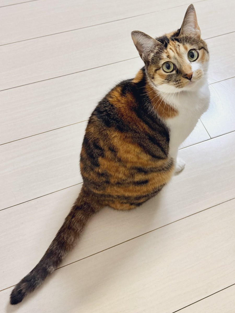 くぅ～～～！！！！！！ かっわいーーーーーーー！！！！！！！！