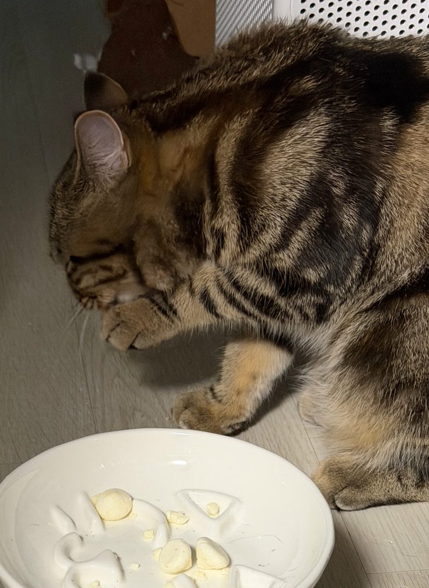 무발목 호랭이공쥬🤎🤎🤎🤎