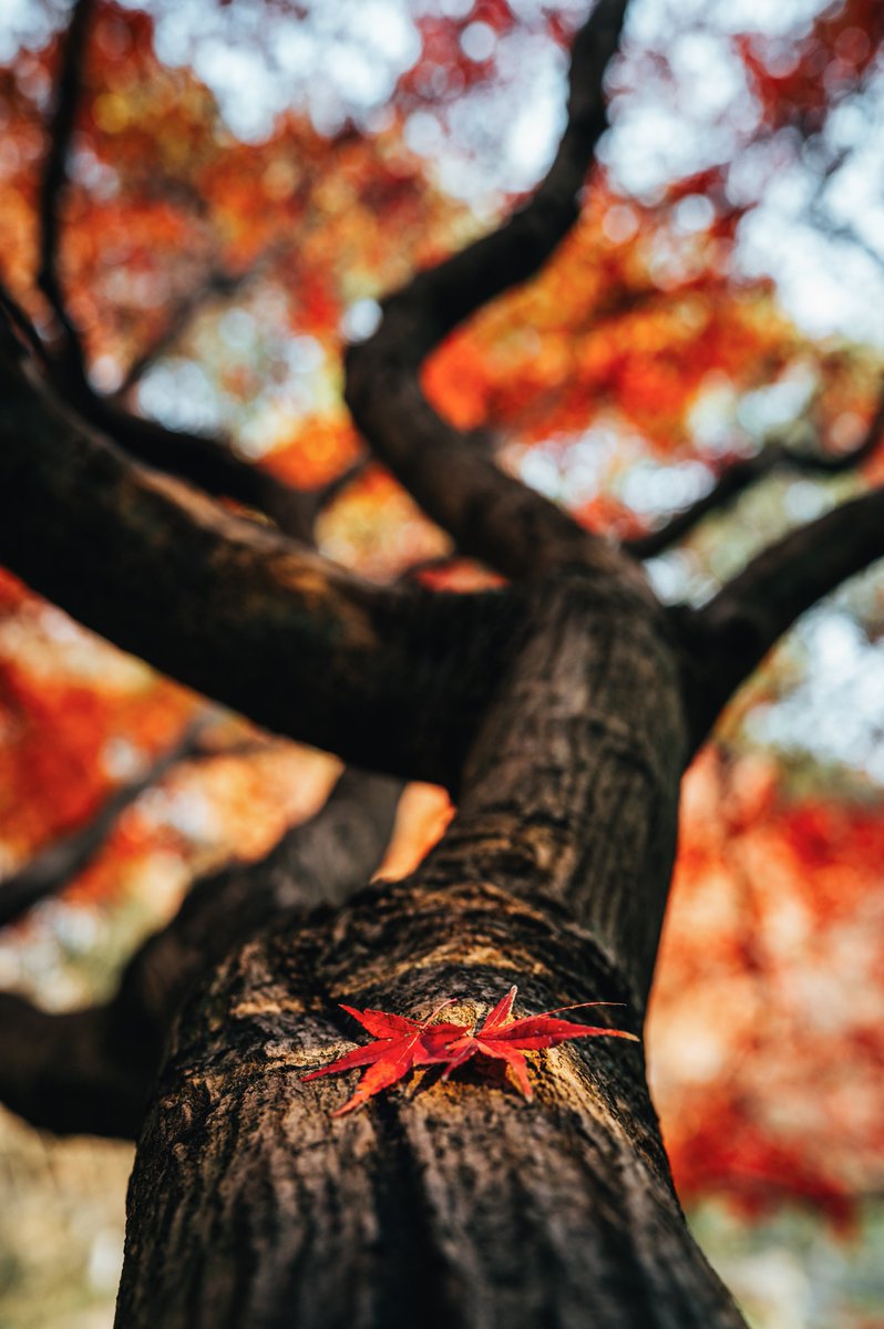ViltroxOfficial's tweet photo. AF 35mm F1.2 LAB Z is a full-frame ultra-large aperture autofocus prime lens.
Credit: @笨加鸡蛋
#viltrox #viltrox35mmf12 #Viltrox35LAB #viltrox35f12z #Nikon #Nikonlove #Nikonlover #nikonphotography #photography #photographer #camerasetup #cameragear https://t.co/9v806SYlxN