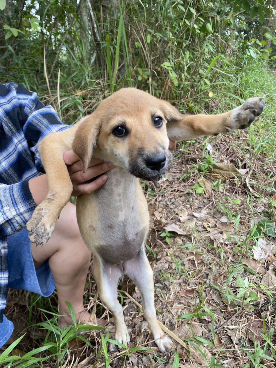 nooniiz_nn's tweet image. 🐶มีเรื่องมาเล่าค่ะ ข่าวร้ายและข่าวดี 
ข่าวร้าย มีคนใจร้ายมาทิ้งน้องหมา2ตัวแถวบ้านอีกแล้ว น้าไปเจอ เอาอาหารไปให้ และถ่ายรูป ช่วยหาบ้าน

ข่าวดี มีคนเอ็นดูเจ้า2แสบ พากลับไปอยู่ที่บ้านด้วย ตอนนี้2เด้กได้บ้านใหม่อยู่แล้วค้า🐕🐕🤏🏻

หวังว่าทุกๆปี สัตว์ทุกตัวจะมีบ้านที่อบอุ่นอยู่น้า🙏🏻🕯️