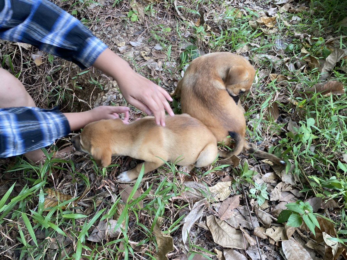 nooniiz_nn's tweet image. 🐶มีเรื่องมาเล่าค่ะ ข่าวร้ายและข่าวดี 
ข่าวร้าย มีคนใจร้ายมาทิ้งน้องหมา2ตัวแถวบ้านอีกแล้ว น้าไปเจอ เอาอาหารไปให้ และถ่ายรูป ช่วยหาบ้าน

ข่าวดี มีคนเอ็นดูเจ้า2แสบ พากลับไปอยู่ที่บ้านด้วย ตอนนี้2เด้กได้บ้านใหม่อยู่แล้วค้า🐕🐕🤏🏻

หวังว่าทุกๆปี สัตว์ทุกตัวจะมีบ้านที่อบอุ่นอยู่น้า🙏🏻🕯️