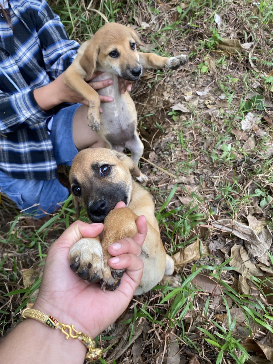 nooniiz_nn's tweet image. 🐶มีเรื่องมาเล่าค่ะ ข่าวร้ายและข่าวดี 
ข่าวร้าย มีคนใจร้ายมาทิ้งน้องหมา2ตัวแถวบ้านอีกแล้ว น้าไปเจอ เอาอาหารไปให้ และถ่ายรูป ช่วยหาบ้าน

ข่าวดี มีคนเอ็นดูเจ้า2แสบ พากลับไปอยู่ที่บ้านด้วย ตอนนี้2เด้กได้บ้านใหม่อยู่แล้วค้า🐕🐕🤏🏻

หวังว่าทุกๆปี สัตว์ทุกตัวจะมีบ้านที่อบอุ่นอยู่น้า🙏🏻🕯️