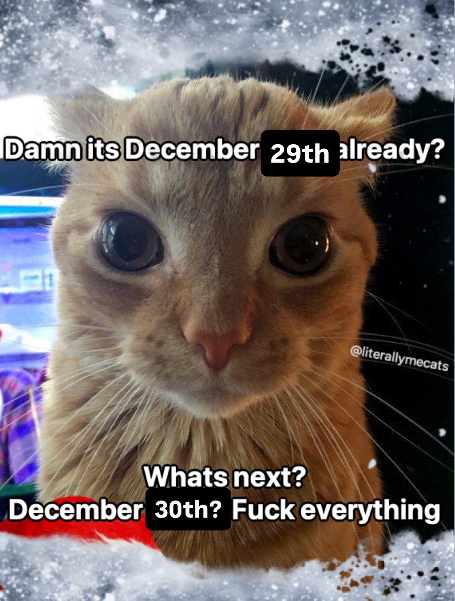 LiterallyMeCats tweet media