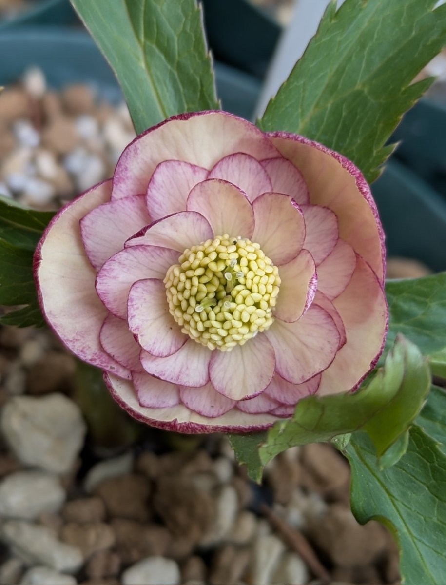 開花が始まりました。 クリスマスローズ