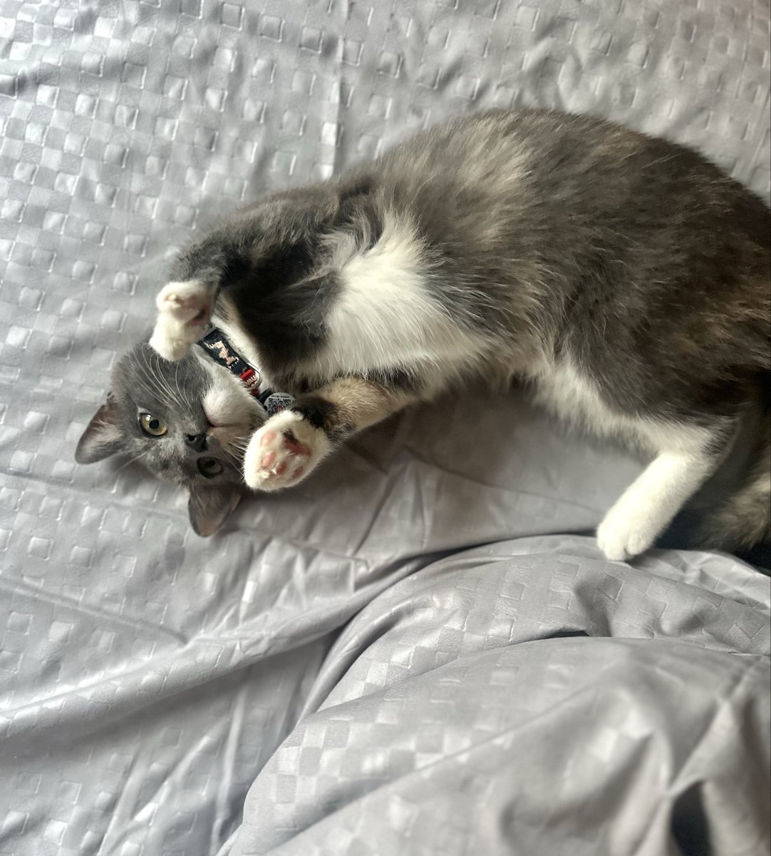 Добрий раночок🐾🐾🐾

Дона перелякана, що баночка стоїть і не рухається(( 
почухати животик 20 грн
send.monobank.ua/jar/3Rux5iHkAB