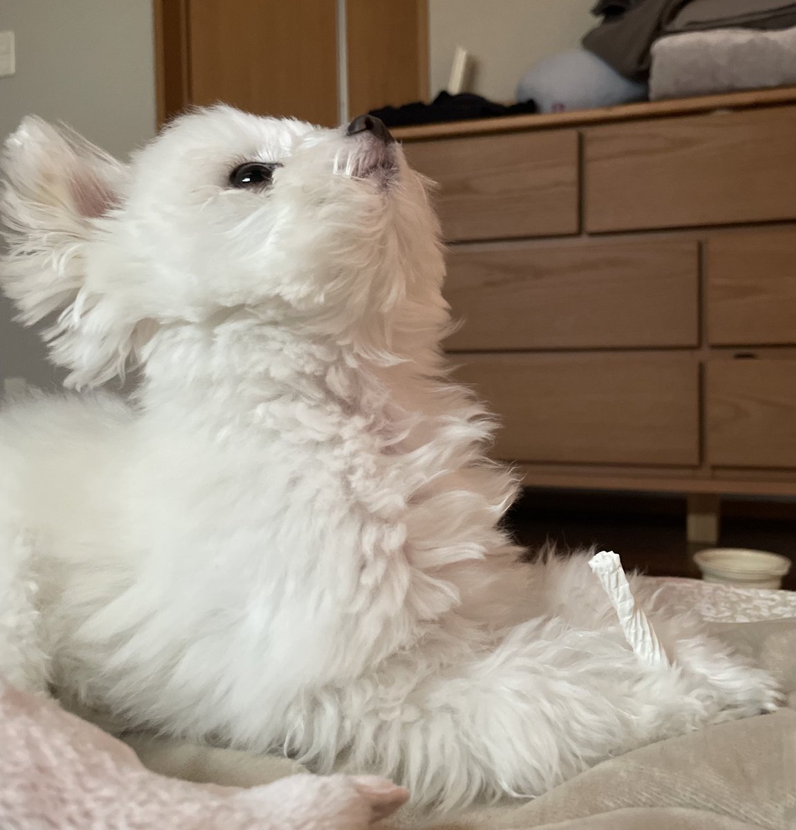 うさぎとわんこ (@usa1030wan0429) / Posts / X