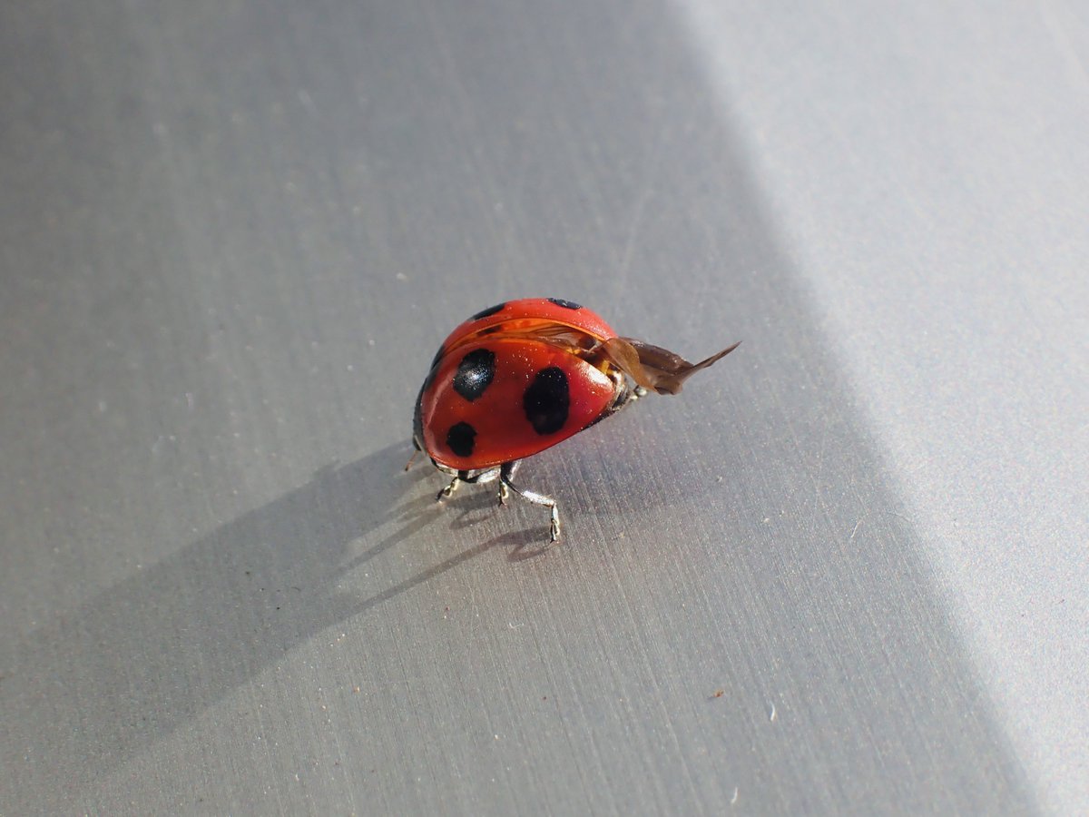 羽ぴーん
の瞬間は撮れなかったけど

クシクシと羽のメンテナンスを何度もやってた

年末にベランダでナナホシテントウをチルさせて、何か良いことありそう🍀

やっぱり年末ジャンボ買えばよかったかな😂