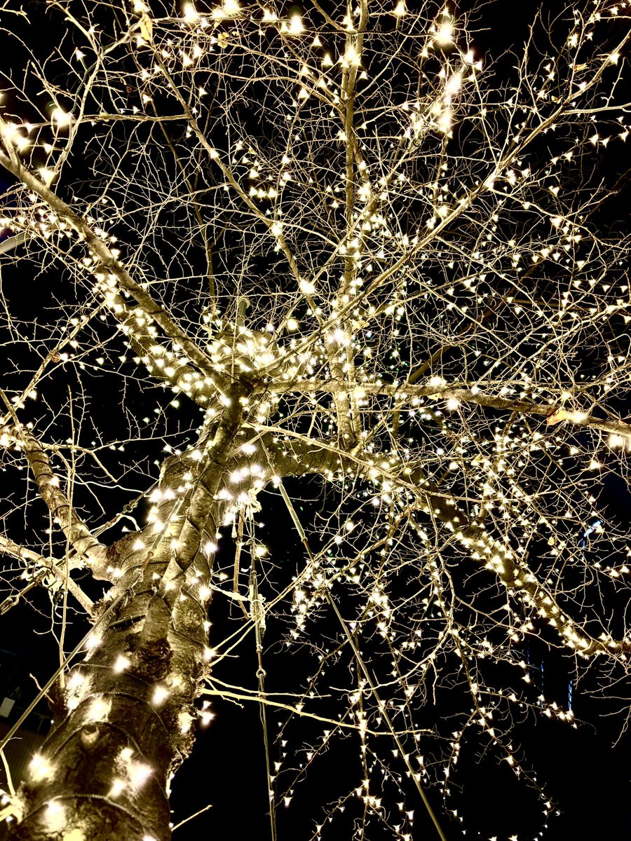 existtraceMally's tweet image. 帰り道のとある高級ホテルの飾りは毎年見事だなと思う。

しかし、人工的な光より満天の星空が見たいなぁ。