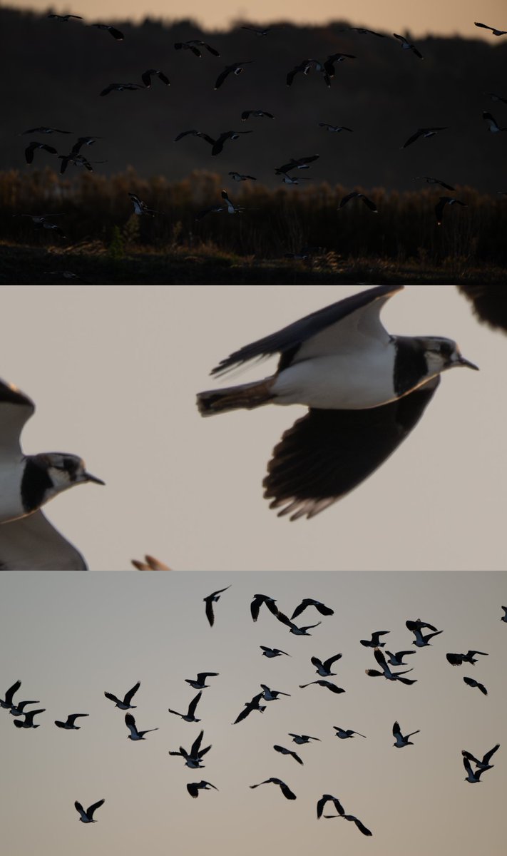 鳥ではそんなにしないシルエット撮影 貴婦人の気品が溢れてる ※タップ