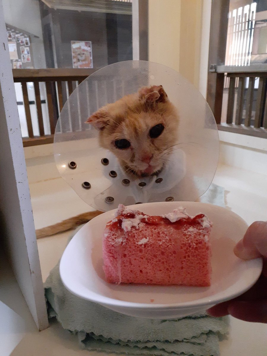catcafecalico's tweet photo. 今日は桃の18歳のお誕生日です！
穏やかで誰とでも仲良く出来る優しい子です😺🍑
シニアとは思えないほど食欲旺盛で、美味しそうにご飯やオヤツを食べてくれます😊💖
頂いたバースデーケーキを前に、いつも以上に目が真ん丸になっていますね😲🎂
どうもありがとうございます！
#きゃりこ公園口 #桃 https://t.co/MzUuW8Ojsp
