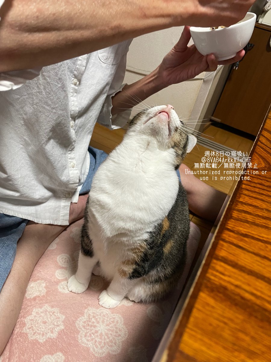 週休8日の猫吸い (@8VA64ArRkX7nOHE) / Posts / X