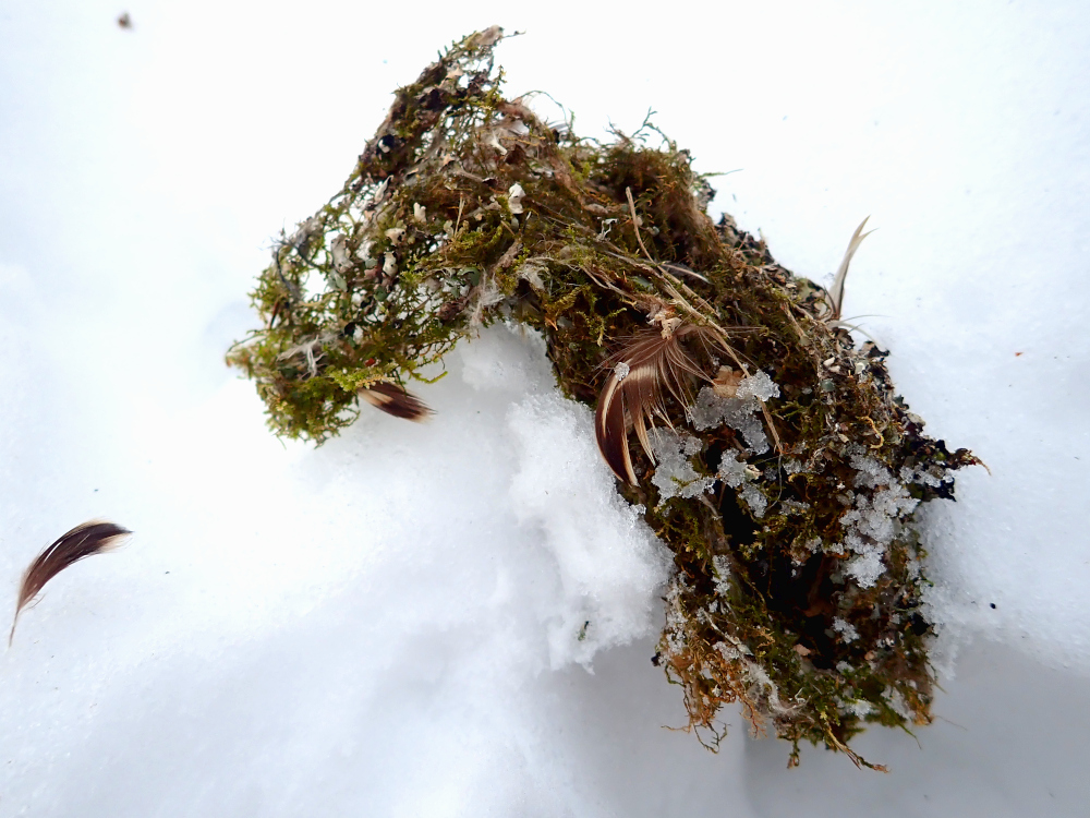 雪の上に…ふわっさぁ、と苔のかたまり。なにか(野鳥)の巣の跡でしょうか、羽根も混じっています。とっくに子どもたちも巣立って、今はどうしているのでしょう、思いにふける年末です。