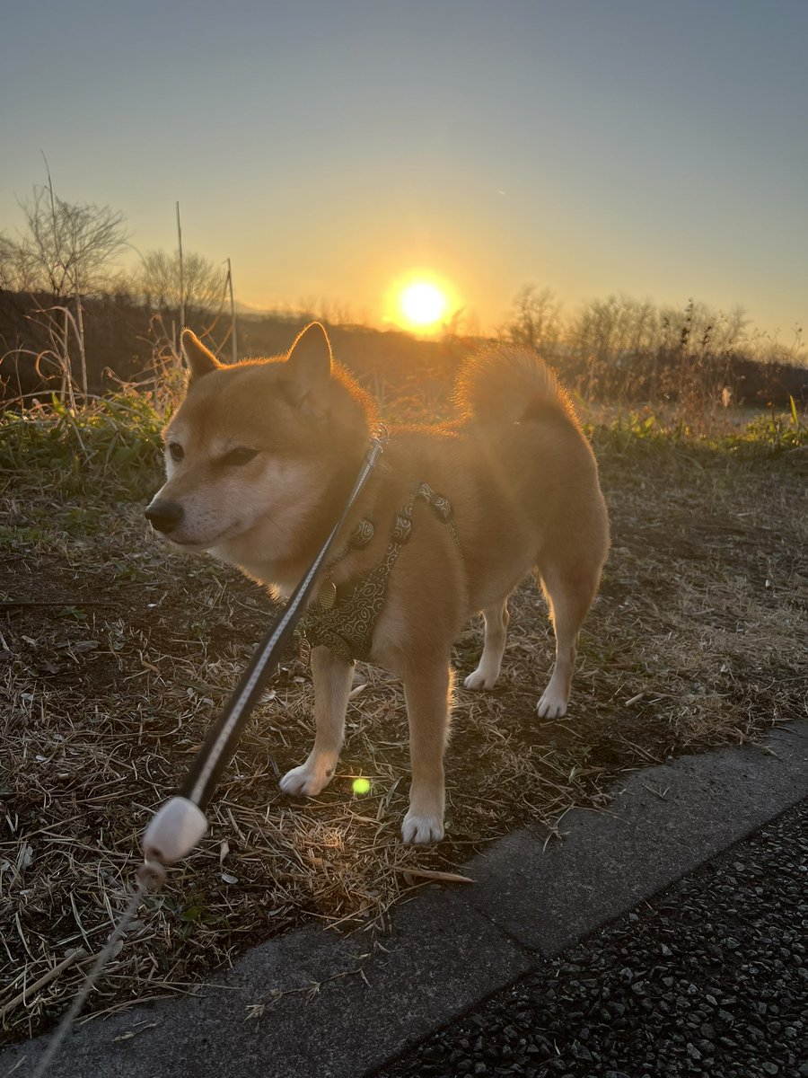 夕焼けと琥珀くん😊