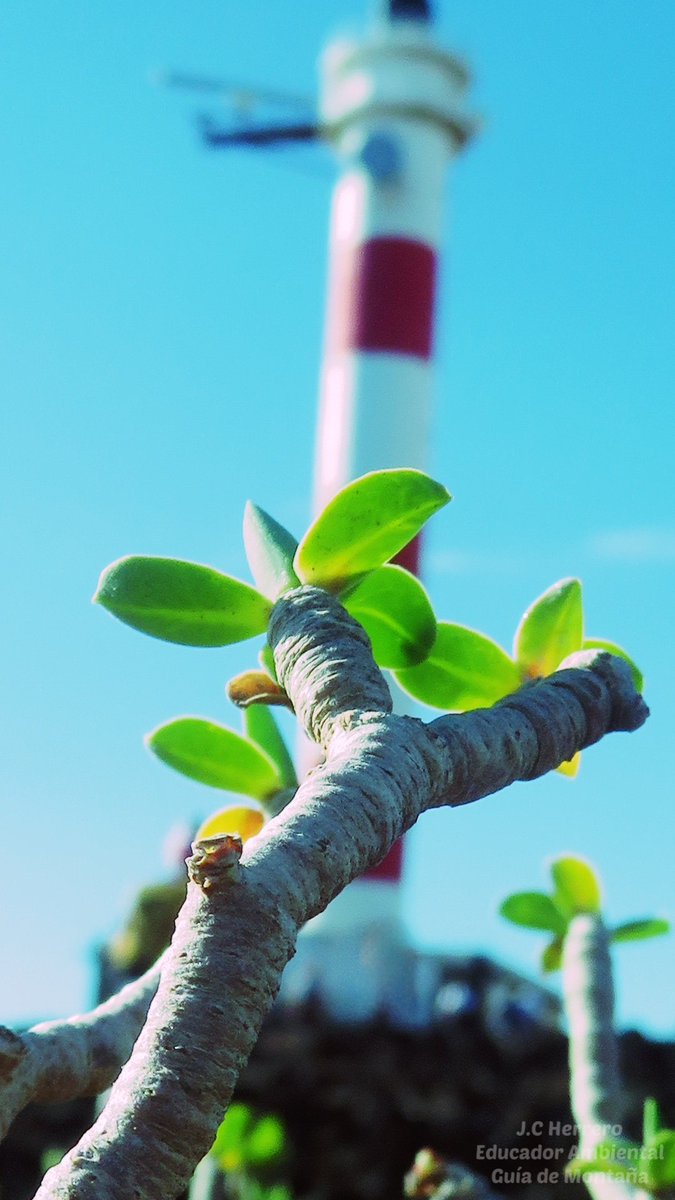 Insurrecto76's tweet photo. Tras las lluvias, el piso bioclimático Cardonal-Tabaibal luce un verde reluciente 💚 haciendo que todo cobre más vida 🙌

📷 Tabaiba dulce (Euphorbia balsamifera Aiton)

#EducadorAmbiental #GuíadeMontaña #Tenerife #Tabaibadulce #Arico https://t.co/RzKYCPLHIJ