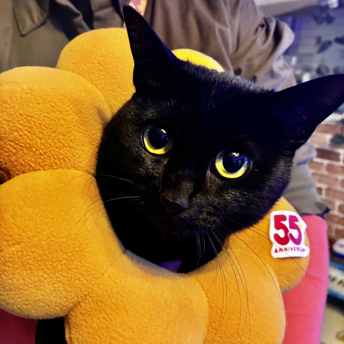 ミスドの福袋(6500円)を買ってみた💕
ポンデキャット可愛すぎる💕🐈‍⬛