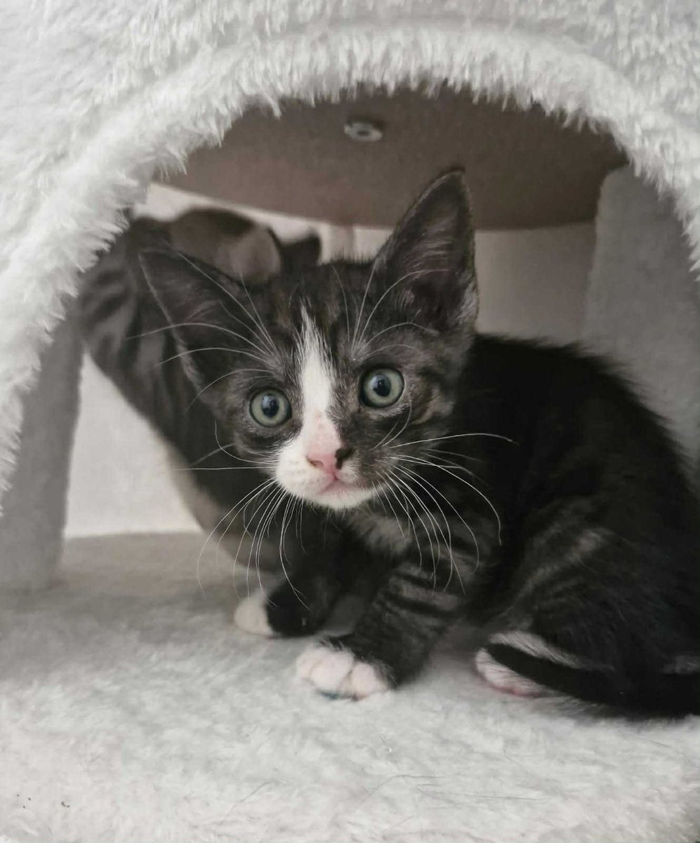 Ghost Finzy tweet media