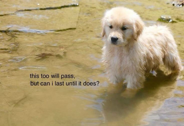 caninepoetry (@caninepoetry_) on Twitter photo 