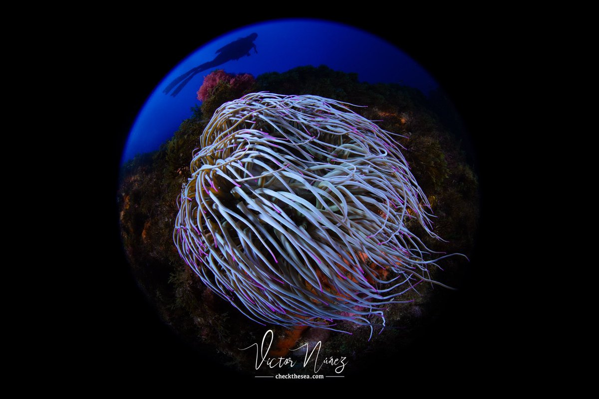 Check the Sea tweet media