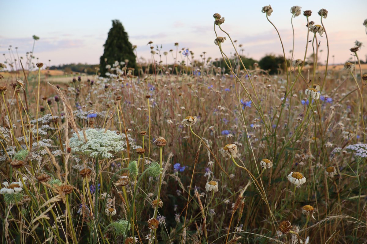 A field in the heatwave this summer.