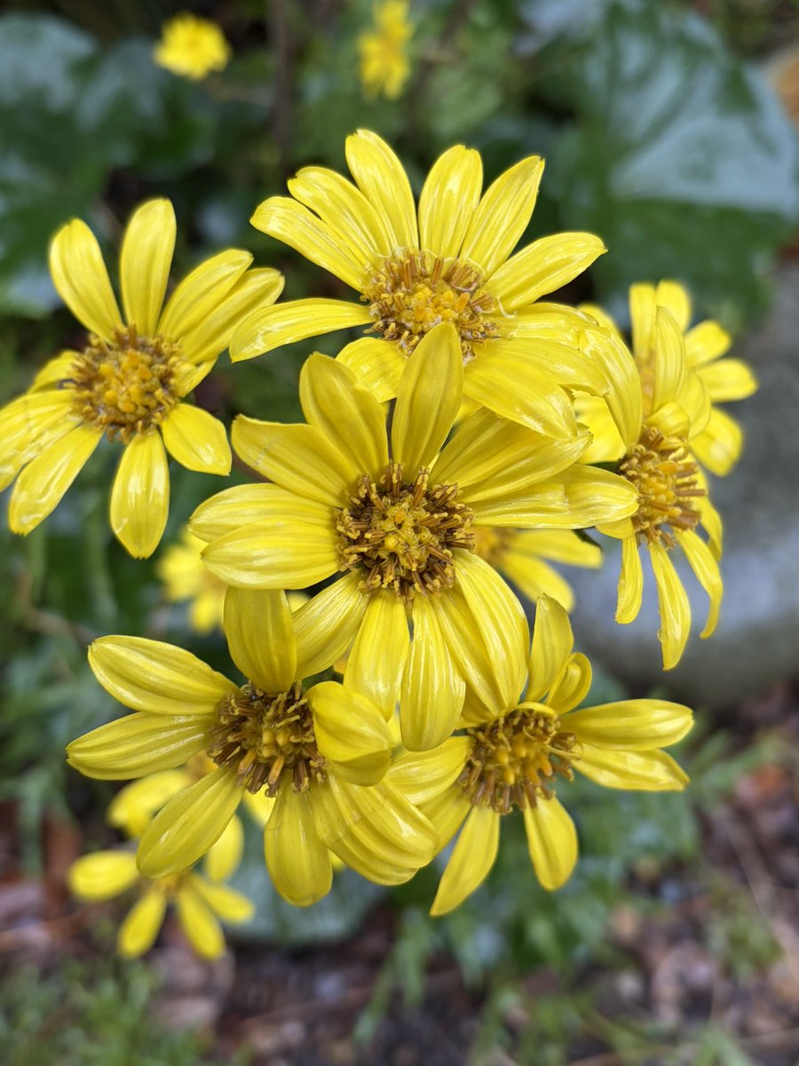こんばんは🌱🍃❁⃘*. 𓂃✩.*˚

今日もお疲れ様です✨

穏やかな晴天
寒さ少し和らぐ🐈‍⬛🐾

優しい繋がりに感謝します🌱
いいね、リプ、リポスト
ありがとうございます💖

朝晩の気温寒暖差
体調に気を付けて下さい♪

穏やかな夜を⭐️ ❁⃘*. 𓂃✩.*˚
