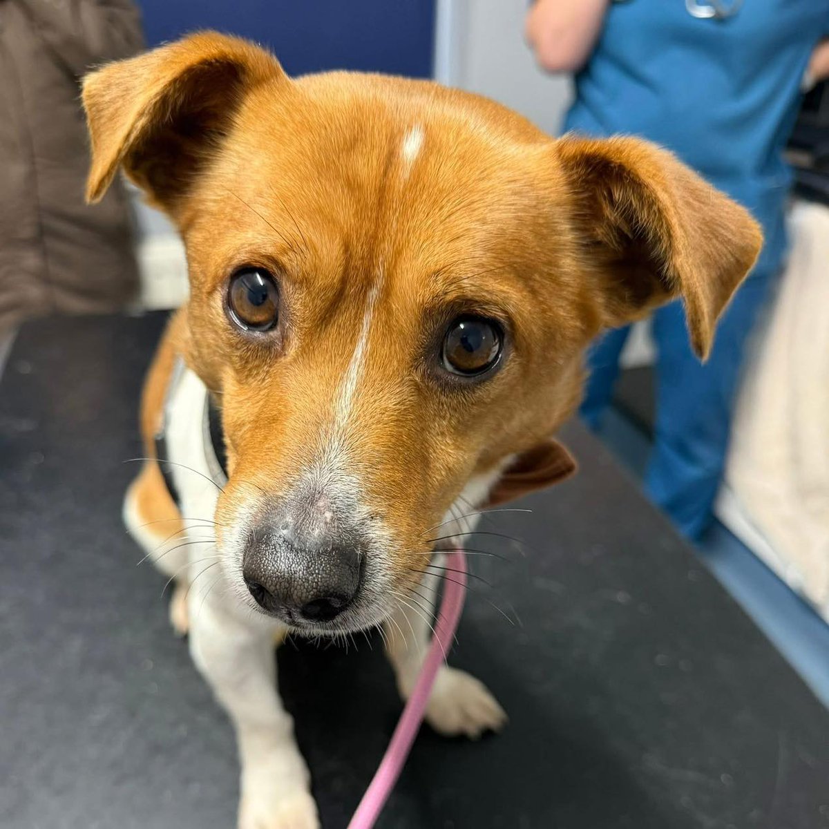 AdoptionsUk's tweet image. Please retweet an appeal for information from #Hereford and #Worcester Animal Rescue: #UK 
The ‘Tail’ of Olaf…Very scared Herefordshire💔💔💔
Recently named, Olaf arrived with us last week as a stray after being found in #Bromyard, Herefordshire.
It was immediately apparent that…