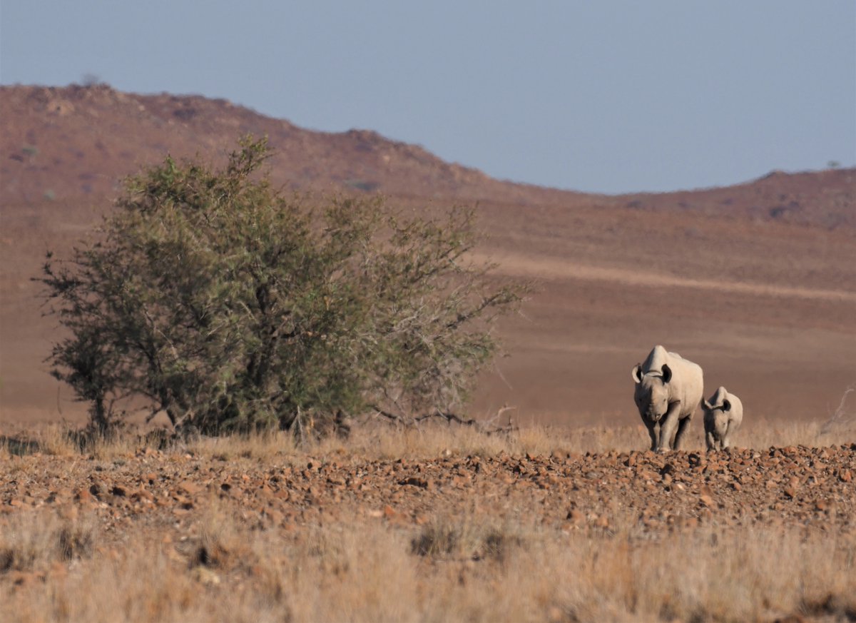 Save the Rhino Trust tweet media