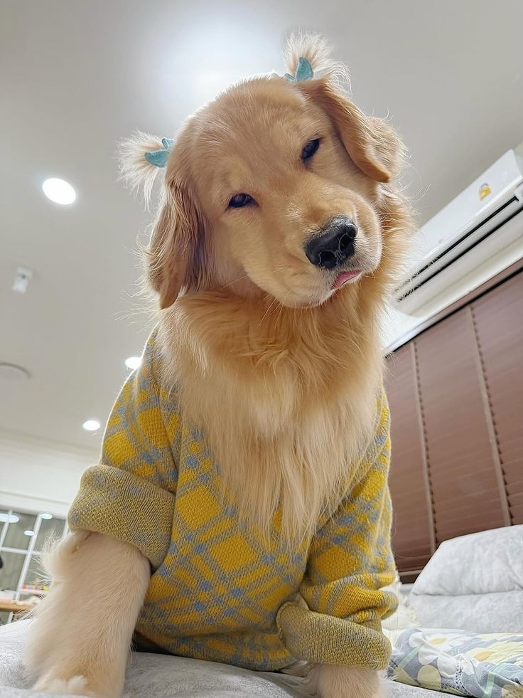 puppies video (@puppies_video) on Twitter photo 