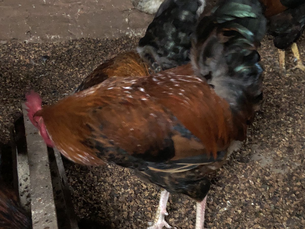 Empanga Local Chicken tweet media