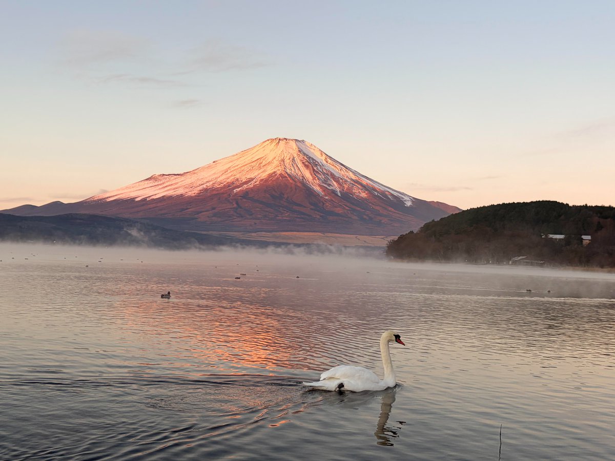RastyMunthe's tweet photo. 山中湖の白鳥たちが、富士山の壮大な景色にさらなる魅力を添えています🦢🗻✨

#富士山 
#キリトリセカイ
#富士山好きな人と繋がりたい https://t.co/9VMPrD8nET