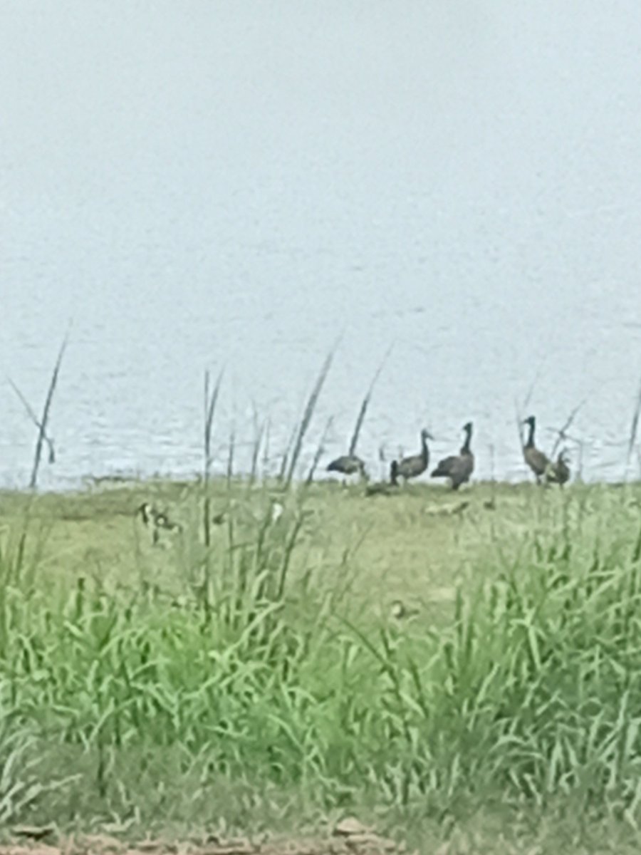 progresspillars's tweet image. 