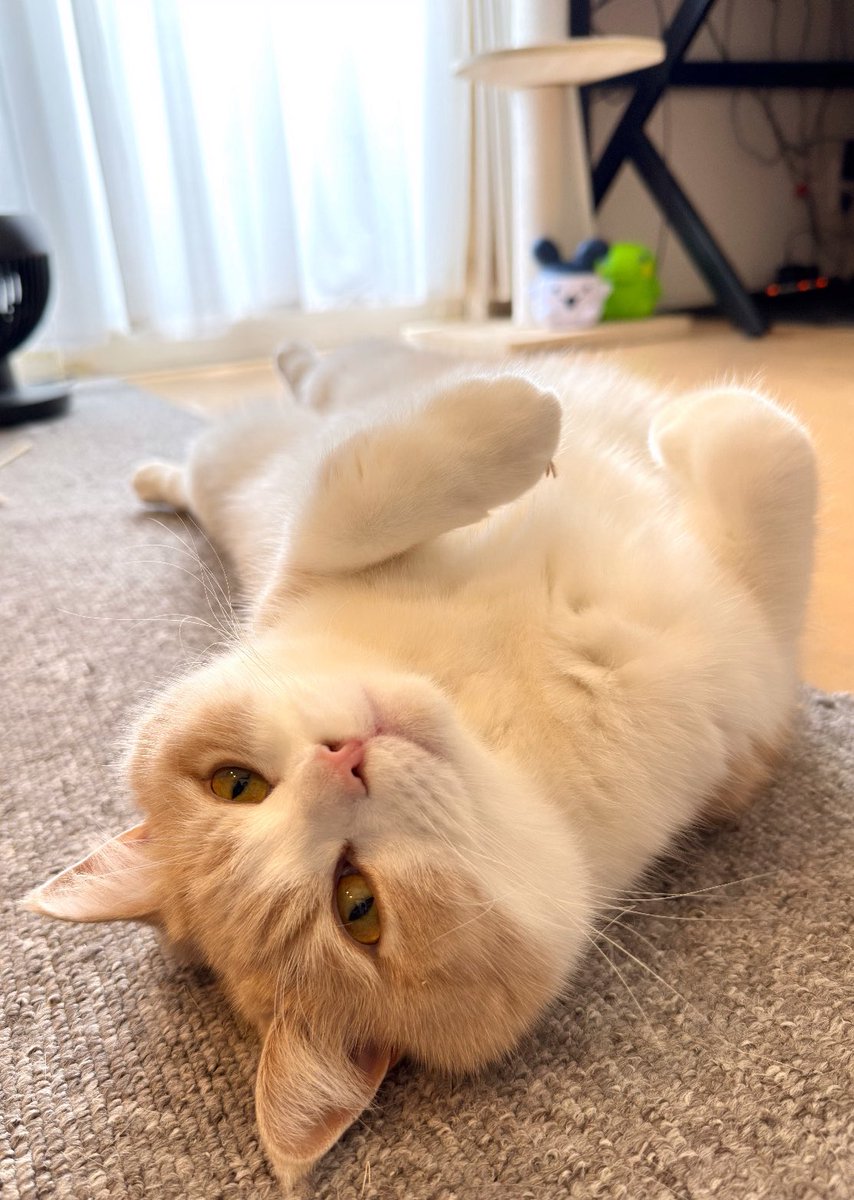 むちゃまる（5） (@neko_muchamaru) / Posts / X