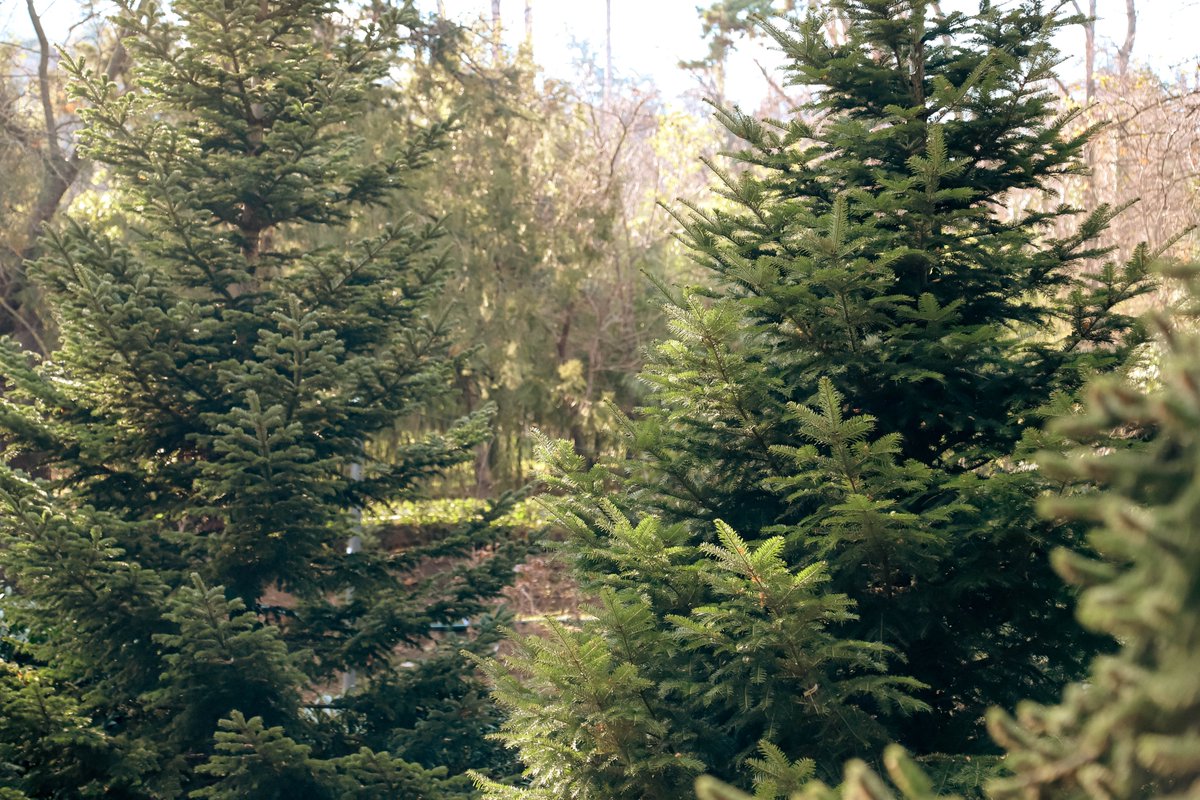 National Botanical Garden of Georgia tweet media