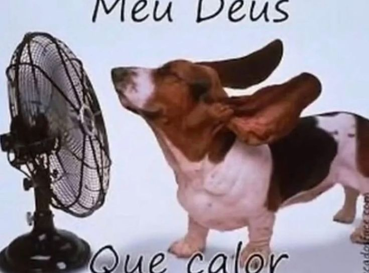 perfil dedicado a gatinhos e peitos (@odeiootaco) on Twitter photo 