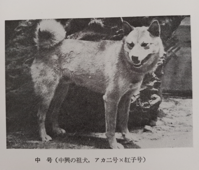 nakago_eth's tweet photo. The perfect Shiba Inu - 中号

Naka Go (Foundational dog of the breed’s revival)

$NAKA https://t.co/wbaqTfhXv1