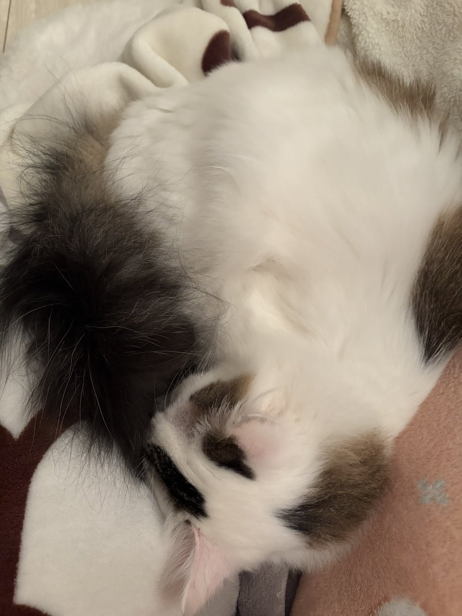 私が別の部屋で過ごしていると、
ニャーニャー呼んだりドアが開くまでずっと待つモロ。でも分離不安症ではないという可愛い子😂