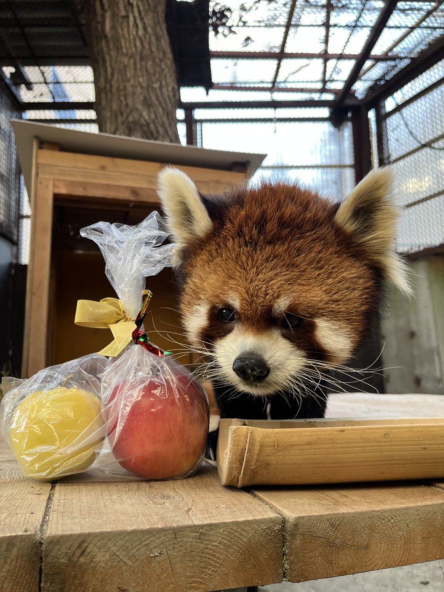 ファンの方々からまたまたシーレン宛にクリスマスプレゼントやお歳暮をいただきました！
今年も沢山のプレゼントを頂き、シーレンも飼育担当も嬉しい気持ちでいっぱいです！
来年も元気なシーレンを沢山お届けします！

#レッサーパンダ
#シーレンの日
#今年もお世話になりました
#来年もよろしくね