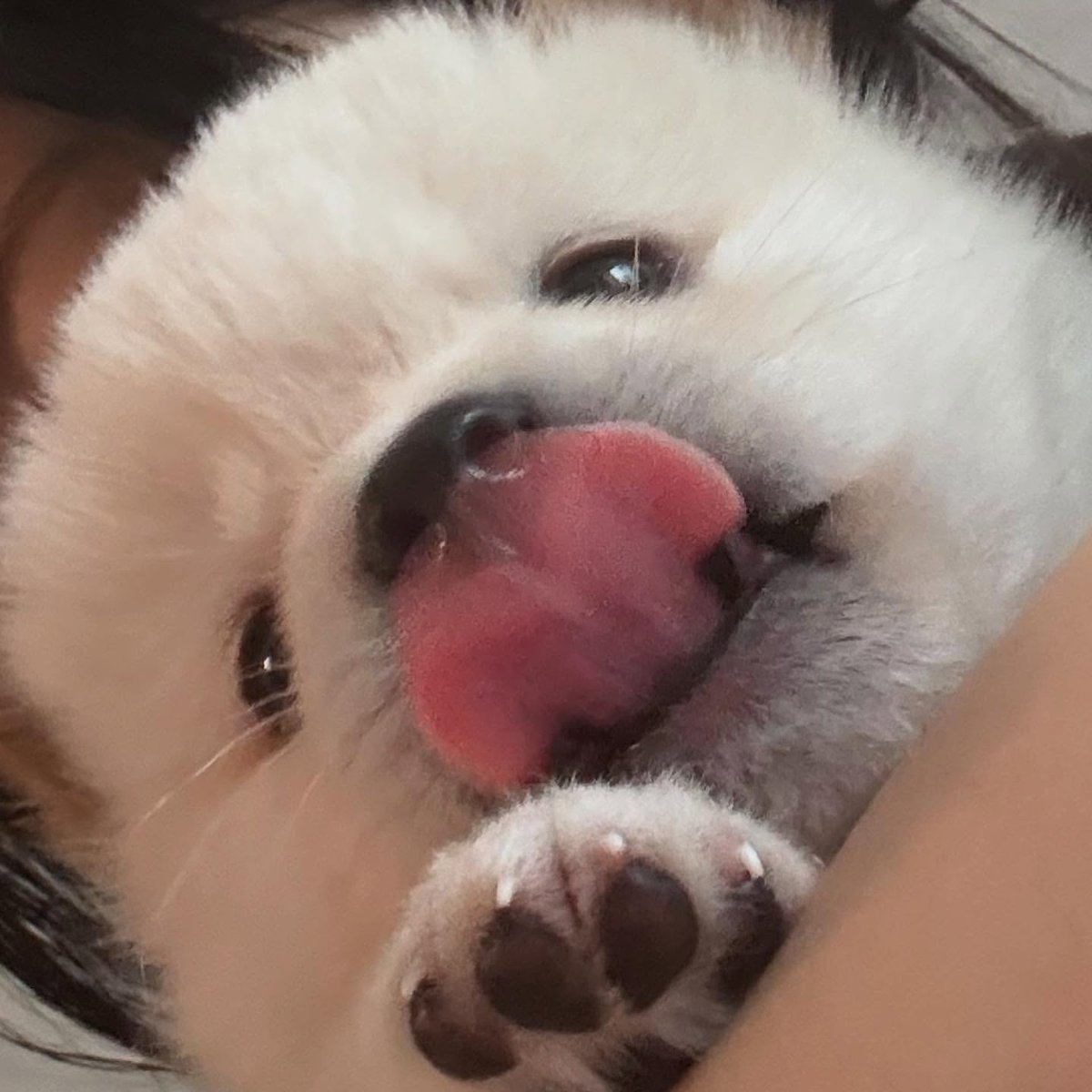 dogs so cute that could save the world (@dogssaveworld) on Twitter photo 