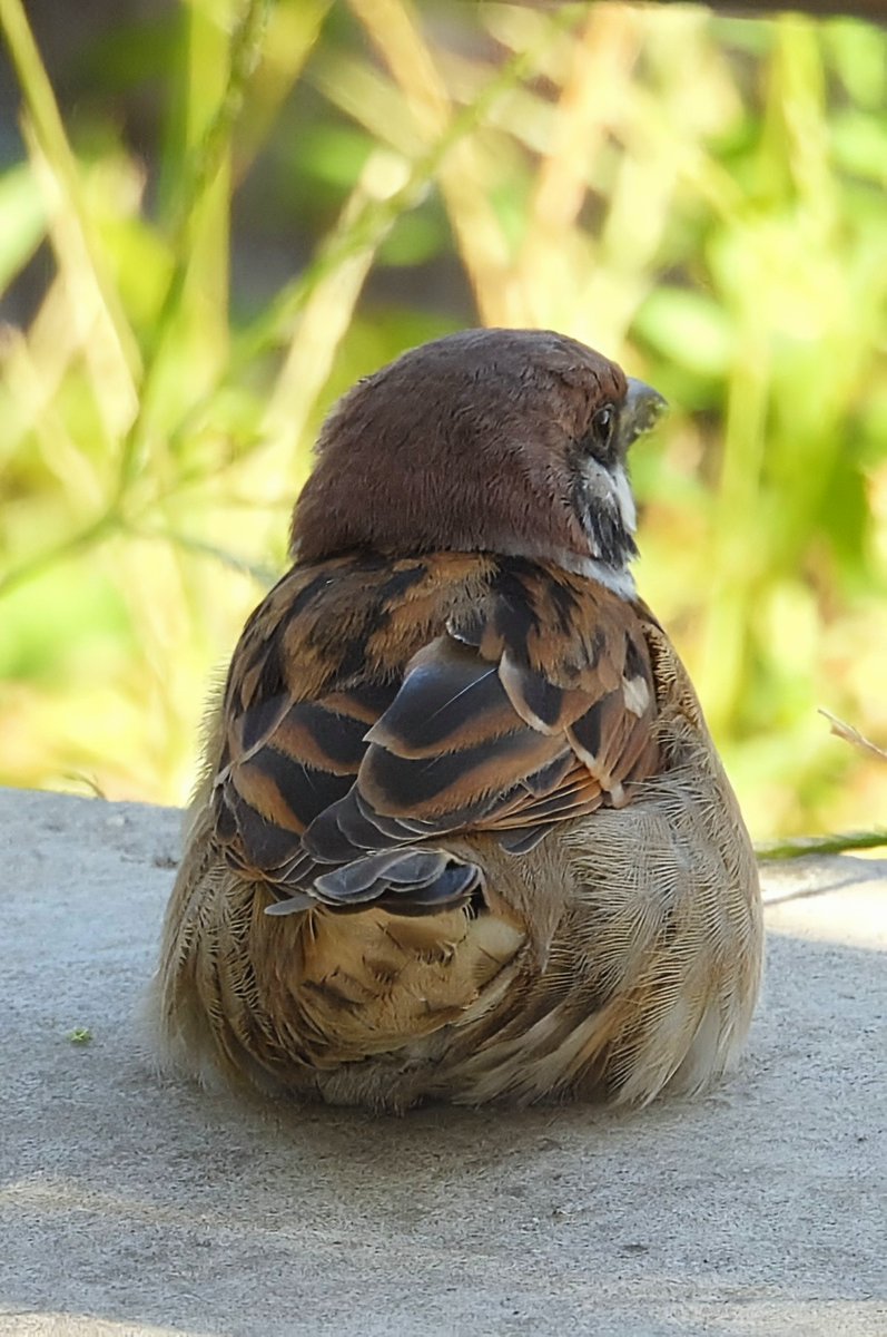 鳥見人🐦 tweet media