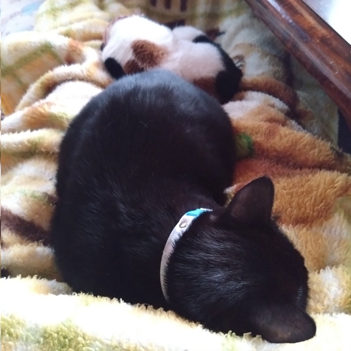 みけねこページ みけねこ。ドリーミュージックから3月メジャーデビュー！ | 株式会社