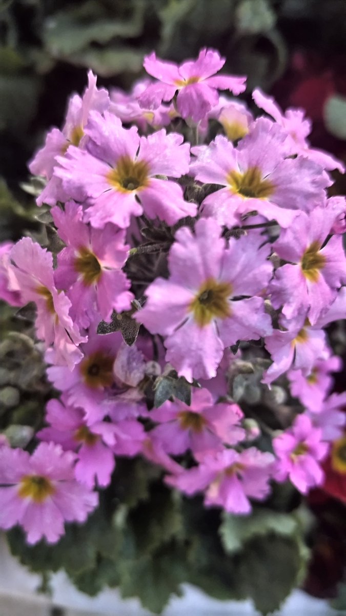 TLを花で一杯にしよう