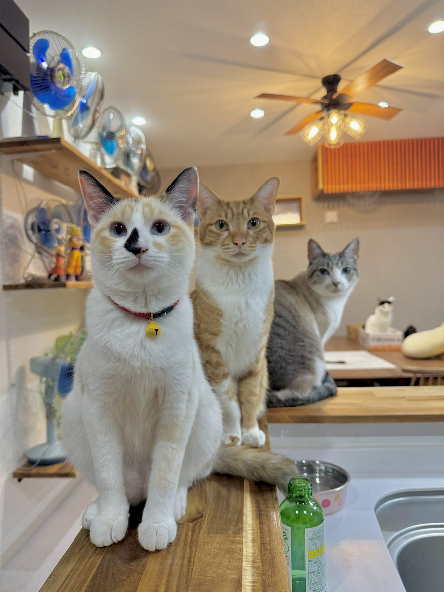 クリスマスに甘やかされたネコ達。 小腹が空くと、キラキラした目で