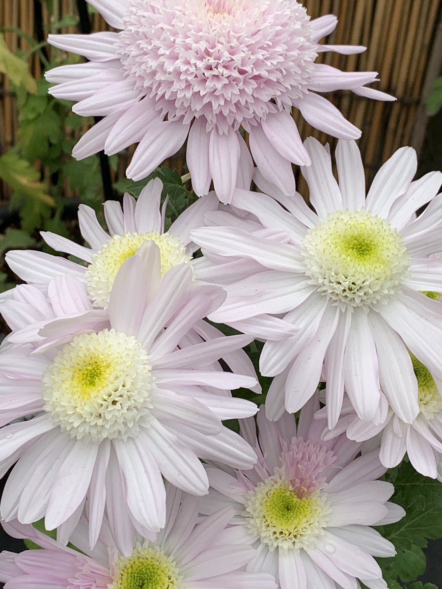 のぶちゃん tweet media