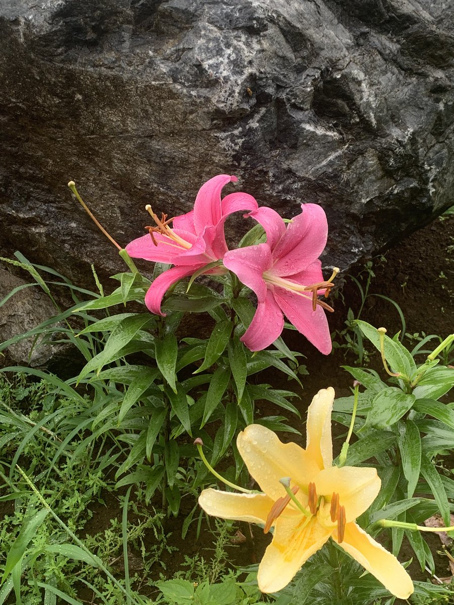 のぶちゃん tweet media