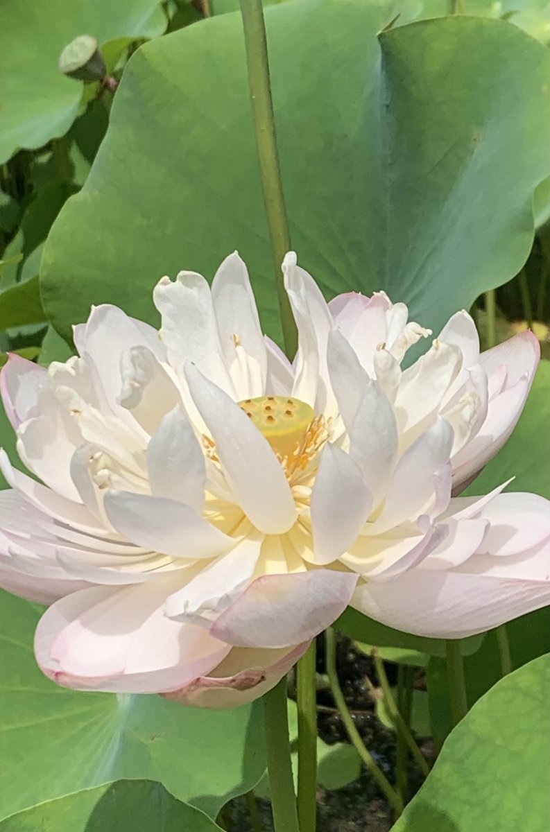 のぶちゃん tweet media